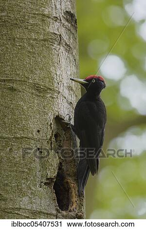 Black woodpecker (Dryocopus martius), Mecklenburg-Vorpommern, Germany, Europe View Large Photo Image Stock Image - Black woodpecker (Dryocopus martius), Mecklenburg-Vorpommern, Germany, Europe. Fotosearch