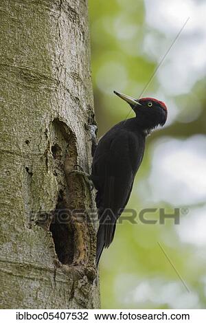 Black woodpecker (Dryocopus martius), Mecklenburg-Vorpommern, Germany, Europe View Large Photo Image Stock Image - Black woodpecker (Dryocopus martius), Mecklenburg-Vorpommern, Germany, Europe. Fotosearch