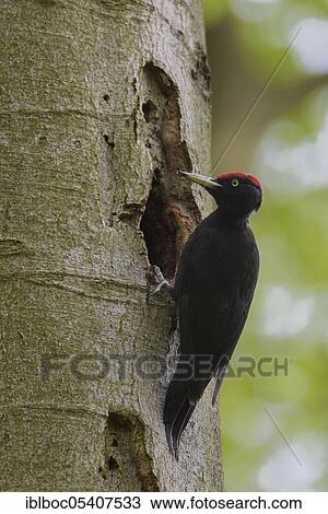 Black woodpecker (Dryocopus martius), Mecklenburg-Vorpommern, Germany, Europe View Large Photo Image Stock Image - Black woodpecker (Dryocopus martius), Mecklenburg-Vorpommern, Germany, Europe. Fotosearch