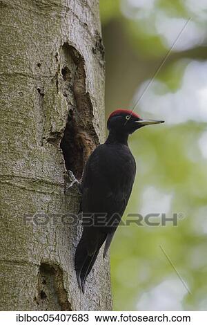 Black woodpecker (Dryocopus martius), Mecklenburg-Vorpommern, Germany, Europe View Large Photo Image Stock Image - Black woodpecker (Dryocopus martius), Mecklenburg-Vorpommern, Germany, Europe. Fotosearch