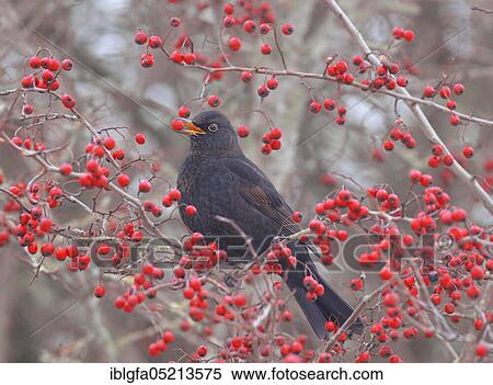 Blackbird (Turdus merula), male Lower Saxony, Germany, Europe View Large Photo Image Stock Photography - Blackbird (Turdus merula), male Lower Saxony, Germany, Europe. Fotosearch