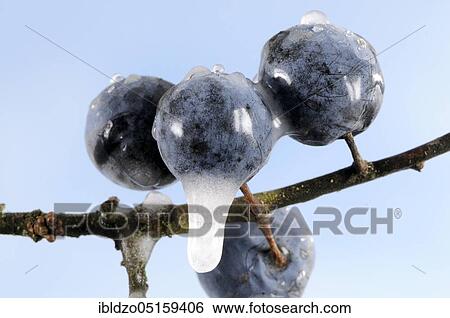 Blackthorn (Prunus spinosa), berries with ice View Large Photo Image Stock Photograph - Blackthorn (Prunus spinosa), berries with ice. Fotosearch