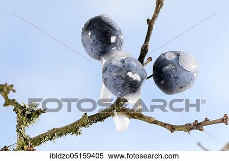 Blackthorn (Prunus spinosa), berries with ice View Large Photo Image Stock Photography - Blackthorn (Prunus spinosa), berries with ice. Fotosearch