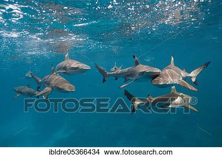 Blacktip reef sharks (Carcharhinus melanopterus), Marovo Lagoon, Solomon Islands, Oceania View Large Photo Image Picture - Blacktip reef sharks (Carcharhinus melanopterus), Marovo Lagoon, Solomon Islands, Oceania. Fotosearch