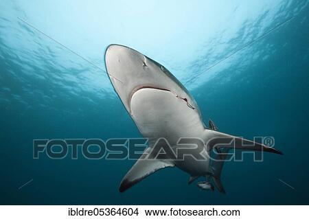 Blacktip Shark (Carcharhinus limbatus), Aliwal Shoal, Indian Ocean, South Africa, Africa View Large Photo Image Picture - Blacktip Shark (Carcharhinus limbatus), Aliwal Shoal, Indian Ocean, South Africa, Africa. Fotosearch
