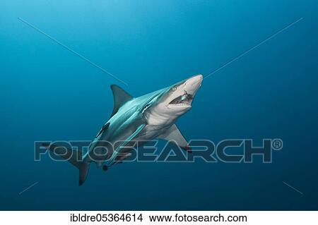 Blacktip Shark (Carcharhinus limbatus), Aliwal Shoal, Indian Ocean, South Africa, Africa View Large Photo Image Picture - Blacktip Shark (Carcharhinus limbatus), Aliwal Shoal, Indian Ocean, South Africa, Africa. Fotosearch