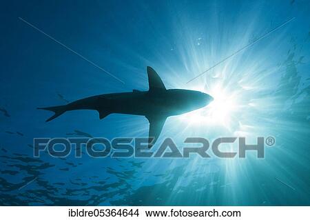 Blacktip Shark (Carcharhinus limbatus), Aliwal Shoal, Indian Ocean, South Africa, Africa View Large Photo Image Picture - Blacktip Shark (Carcharhinus limbatus), Aliwal Shoal, Indian Ocean, South Africa, Africa. Fotosearch