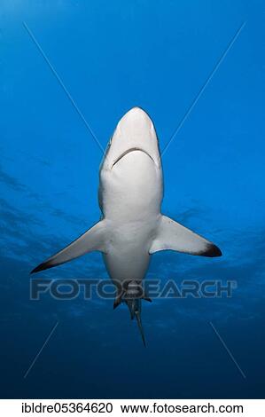 Blacktip Shark (Carcharhinus limbatus), Aliwal Shoal, Indian Ocean, South Africa, Africa View Large Photo Image Stock Image - Blacktip Shark (Carcharhinus limbatus), Aliwal Shoal, Indian Ocean, South Africa, Africa. Fotosearch