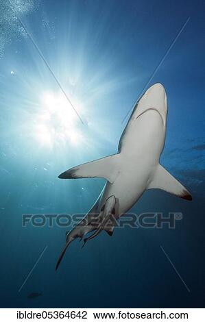 Blacktip Shark (Carcharhinus limbatus), Aliwal Shoal, Indian Ocean, South Africa, Africa View Large Photo Image Stock Image - Blacktip Shark (Carcharhinus limbatus), Aliwal Shoal, Indian Ocean, South Africa, Africa. Fotosearch