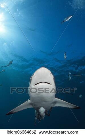 Blacktip Shark (Carcharhinus limbatus), Aliwal Shoal, Indian Ocean, South Africa, Africa View Large Photo Image Stock Image - Blacktip Shark (Carcharhinus limbatus), Aliwal Shoal, Indian Ocean, South Africa, Africa. Fotosearch