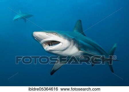 Blacktip Shark (Carcharhinus limbatus), Aliwal Shoal, Indian Ocean, South Africa, Africa View Large Photo Image Stock Photograph - Blacktip Shark (Carcharhinus limbatus), Aliwal Shoal, Indian Ocean, South Africa, Africa. Fotosearch