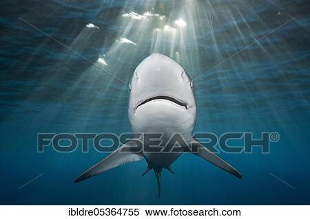 Stock Photography - Blacktip Shark (Carcharhinus limbatus), Indian Ocean, Wild Coast, South Africa, Africa. Fotosearch