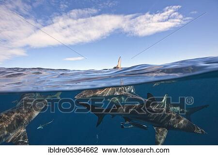 Stock Image - Blacktip Sharks (Carcharhinus limbatus), Aliwal Shoal, Indian Ocean, South Africa, Africa. Fotosearch