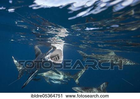 Blacktip Sharks (Carcharhinus limbatus), Indian Ocean, Wild Coast, South Africa, Africa View Large Photo Image Stock Image - Blacktip Sharks (Carcharhinus limbatus), Indian Ocean, Wild Coast, South Africa, Africa. Fotosearch