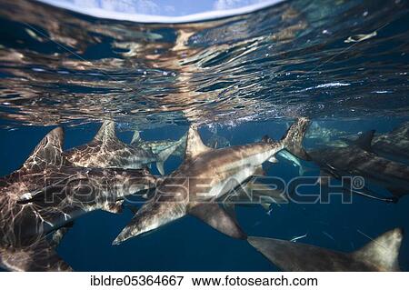 Stock Photo - Blacktip Sharks (Carcharhinus limbatus), Aliwal Shoal, Indian Ocean, South Africa, Africa. Fotosearch