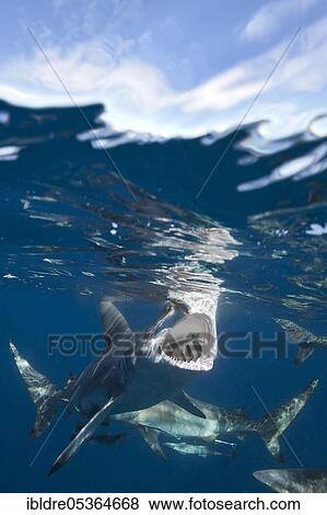 Blacktip Sharks (Carcharhinus limbatus), Aliwal Shoal, Indian Ocean, South Africa, Africa View Large Photo Image Stock Photo - Blacktip Sharks (Carcharhinus limbatus), Aliwal Shoal, Indian Ocean, South Africa, Africa. Fotosearch