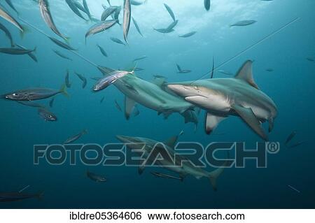 Blacktip Sharks (Carcharhinus limbatus), Aliwal Shoal, Indian Ocean, South Africa, Africa View Large Photo Image Stock Photograph - Blacktip Sharks (Carcharhinus limbatus), Aliwal Shoal, Indian Ocean, South Africa, Africa. Fotosearch