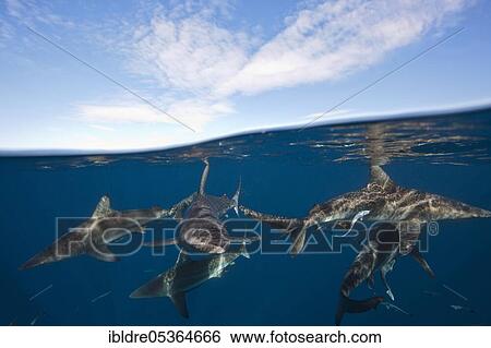 Stock Photograph - Blacktip Sharks (Carcharhinus limbatus), Aliwal Shoal, Indian Ocean, South Africa, Africa. Fotosearch