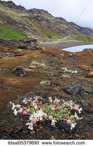 Stock Image - Bladder campion (Silene vulgaris), on volcanic soil, Iceland, Europe. Fotosearch