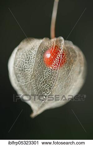 Stock Image - Bladder cherry ( Physalis alkekengi). Fotosearch