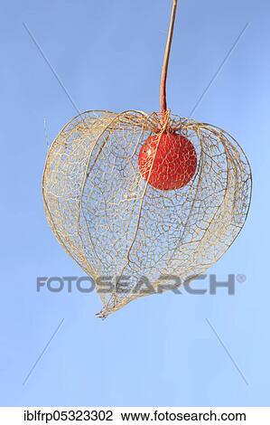Stock Image - Bladder cherry ( Physalis alkekengi). Fotosearch