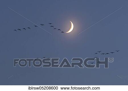 Blaessgaende and Bean Geese (Anser fabalis) (Anser albifrons) Lower Saxony, Germany, Europe View Large Photo Image Stock Image - Blaessgaende and Bean Geese (Anser fabalis) (Anser albifrons) Lower Saxony, Germany, Europe. Fotosearch