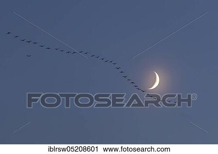 Blaessgaende and Bean Geese (Anser fabalis) (Anser albifrons) Lower Saxony, Germany, Europe View Large Photo Image Stock Image - Blaessgaende and Bean Geese (Anser fabalis) (Anser albifrons) Lower Saxony, Germany, Europe. Fotosearch