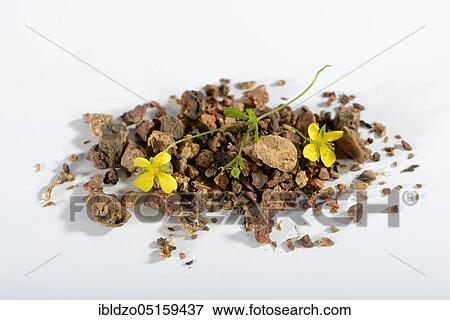 Stock Photo - Bloodroot (Potentilla tormentilla), Tormentil, Dilledapp, Erect cinquefoil, Redroot, Ruhrroot, Seven-fingered. Fotosearch