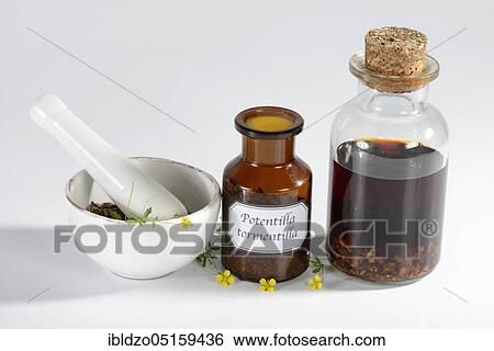 Stock Photograph - Bloodroot (Potentilla tormentilla), Tormentil, Dilledapp, Erect cinquefoil, Redroot, Ruhrroot, Seven Fingers, Mortar. Fotosearch