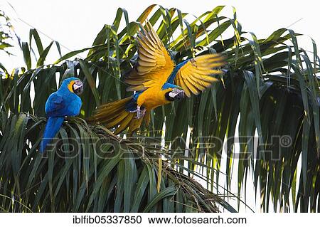 Blue and yellow macaw (Ara ararauna), pair in palm tree, Mato Grosso do Sul, Brazil, South America View Large Photo Image Stock Image - Blue and yellow macaw (Ara ararauna), pair in palm tree, Mato Grosso do Sul, Brazil, South America. Fotosearch