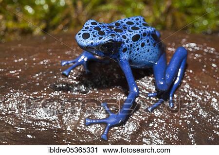 Stock Image - Blue blue poison arrow frog (Dendrobates tinctorius azureus), Suriname, South America. Fotosearch
