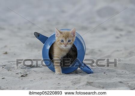 Blue enamel tabby kitten in old watering can View Large Photo Image Stock Image - Blue enamel tabby kitten in old watering can. Fotosearch