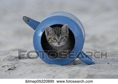 Blue enamel tabby kitten in old watering can View Large Photo Image Stock Photography - Blue enamel tabby kitten in old watering can. Fotosearch