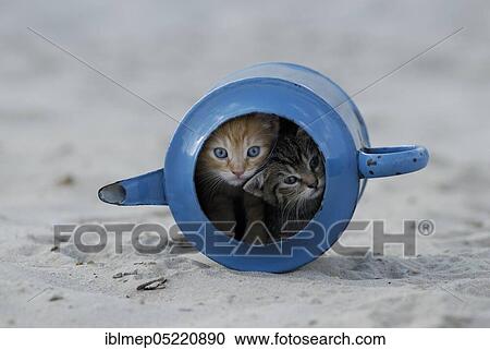 Blue enamel tabby kittens in old watering can View Large Photo Image Stock Image - Blue enamel tabby kittens in old watering can. Fotosearch