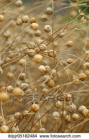 Picture - Blue flax (Linum usitatissimum), Common flax, White fibre flax, long fibre. Fotosearch