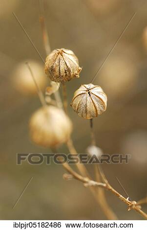 Blue flax (Linum usitatissimum), Common flax, White fibre flax, long fibre View Large Photo Image Stock Photograph - Blue flax (Linum usitatissimum), Common flax, White fibre flax, long fibre. Fotosearch