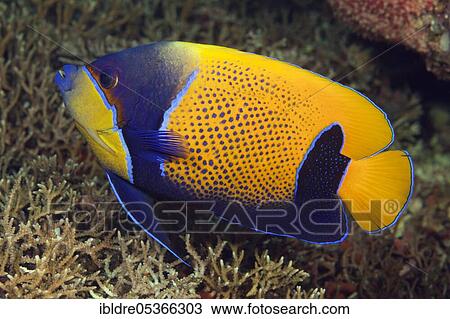 Blue-girdled angelfish (Pomacanthus navarchus), Florida Islands, Solomon Islands, Oceania View Large Photo Image Stock Image - Blue-girdled angelfish (Pomacanthus navarchus), Florida Islands, Solomon Islands, Oceania. Fotosearch