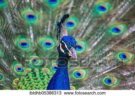 Blue Peacock or Indian Peafowl (Pavo cristatus), male View Large Photo Image Stock Image - Blue Peacock or Indian Peafowl (Pavo cristatus), male. Fotosearch