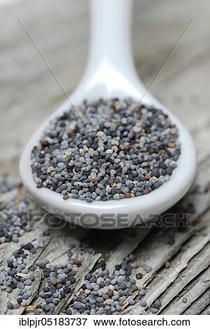 Stock Photo - Blue poppy seed in porcelain spoon, poppy seed( Papaver somniferum), poppy seed, poppy seed. Fotosearch
