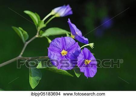 Blue Potato Bush ( Solanum rantonnetii) View Large Photo Image Picture - Blue Potato Bush ( Solanum rantonnetii). Fotosearch