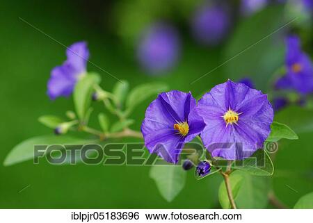 Blue Potato Bush ( Solanum rantonnetii) View Large Photo Image Stock Photograph - Blue Potato Bush ( Solanum rantonnetii). Fotosearch