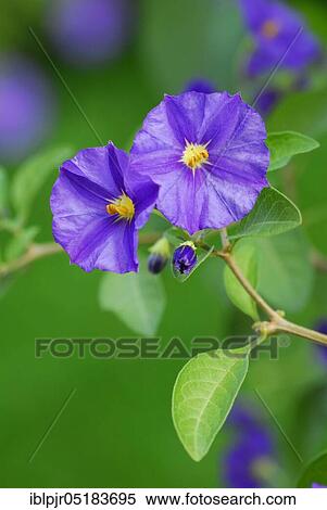 Stock Photography - Blue Potato Bush ( Solanum rantonnetii). Fotosearch