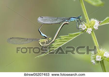 Blue-tailed damselfly (Ischnura elegans), mating wheel, Goldenstedter Moor, Lower Saxony, Germany, Europe View Large Photo Image Stock Image - Blue-tailed damselfly (Ischnura elegans), mating wheel, Goldenstedter Moor, Lower Saxony, Germany, Europe. Fotosearch