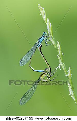 Stock Photography - Blue-tailed damselfly (Ischnura elegans), mating wheel, Goldenstedter Moor, Lower Saxony, Germany, Europe. Fotosearch