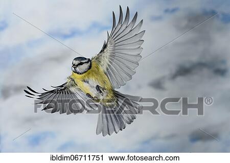 Blue tit (Parus caeruleus) approaching winter feeding, North Rhine-Westphalia, Germany, Europe View Large Photo Image Stock Image - Blue tit (Parus caeruleus) approaching winter feeding, North Rhine-Westphalia, Germany, Europe. Fotosearch
