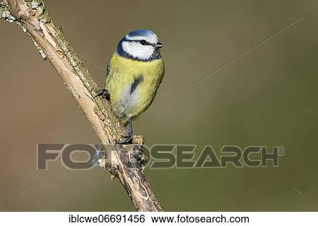 Blue tit (Parus caeruleus), Blue tit, Old bird, February, Lower Rhine, North Rhine-Westphalia, Germany, Europe View Large Photo Image Stock Photograph - Blue tit (Parus caeruleus), Blue tit, Old bird, February, Lower Rhine, North Rhine-Westphalia, Germany, Europe. Fotosearch