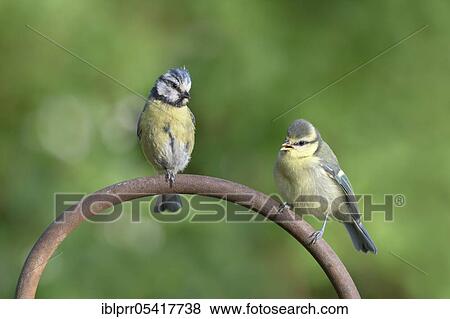 Stock Photo - Blue tit (Parus caeruleus) Lower Saxony, Germany, Europe. Fotosearch