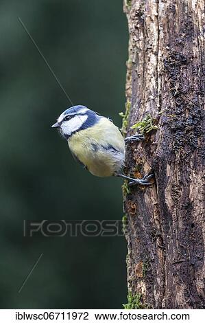 Blue tit (Parus caeruleus), on a tree trunk, Volcanic Eifel, Rhineland-Palatinate, Germany, Europe View Large Photo Image Stock Image - Blue tit (Parus caeruleus), on a tree trunk, Volcanic Eifel, Rhineland-Palatinate, Germany, Europe. Fotosearch