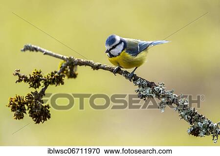 Blue tit (Parus caeruleus), Rhineland-Palatinate, Germany, Europe View Large Photo Image Stock Image - Blue tit (Parus caeruleus), Rhineland-Palatinate, Germany, Europe. Fotosearch