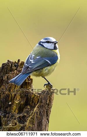 Blue tit (Parus caeruleus), Rhineland-Palatinate, Germany, Europe View Large Photo Image Stock Image - Blue tit (Parus caeruleus), Rhineland-Palatinate, Germany, Europe. Fotosearch